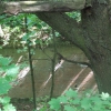 salis soglio, siedliska