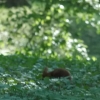 Park Miejski w Przemyślu